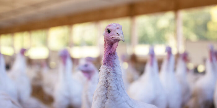 Genrebild kalkoner. Bild: Jevtic, iStock