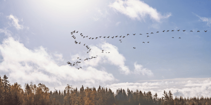 Hittills den här säsongen har fyra fall av fågelinfluensa på tamfåglar konstaterats, tre kommersiella fjäderfäbesättningar och en hobbybesättning. Läget är