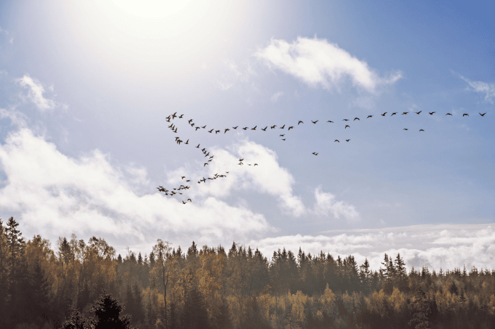 Hittills den här säsongen har fyra fall av fågelinfluensa på tamfåglar konstaterats, tre kommersiella fjäderfäbesättningar och en hobbybesättning. Läget är