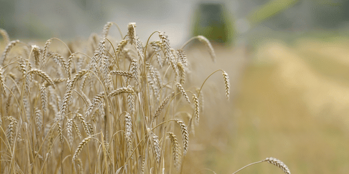 Årets höstsådd av spannmål och oljeväxter uppgår till 646 000 hektar, vilket är i nivå med förra årets stora areal och med de stora höstsådda arealerna