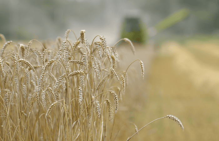 Årets höstsådd av spannmål och oljeväxter uppgår till 646 000 hektar, vilket är i nivå med förra årets stora areal och med de stora höstsådda arealerna