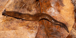 Ett år har gått sedan Länsstyrelsen Skåne konstaterade att den invasiva lövplattmasken finns i Sverige. Årsuppföljningen visar på en fortsatt oroande