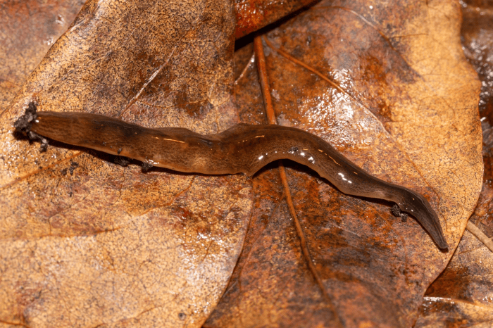 Ett år har gått sedan Länsstyrelsen Skåne konstaterade att den invasiva lövplattmasken finns i Sverige. Årsuppföljningen visar på en fortsatt oroande