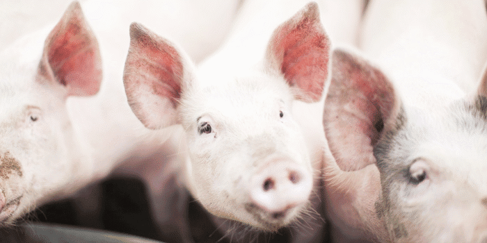 Från årsskiftet gäller nya regler för de som har grisar. Syftet är att stärka det förebyggande smittskyddsarbetet och därmed minska risken för att allvarliga