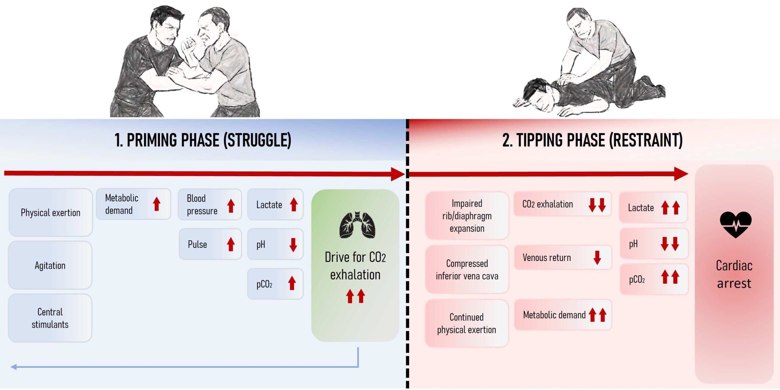 Utifrån tidigare studier och den nya studiens resultat argumenterar forskarna för att den patofysiologiska mekanismen bakom dessa dödsfall kan beskrivas med en tvåstegsmodell där båda faserna (priming phase respektive tipping phase) krävs för att dödsfallet ska inträffa.