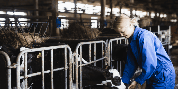 Värdet av jordbrukets produktion 2025 uppskattas öka med drygt 4 miljarder kronor eller 5 procent jämfört med 2024. Ökningen