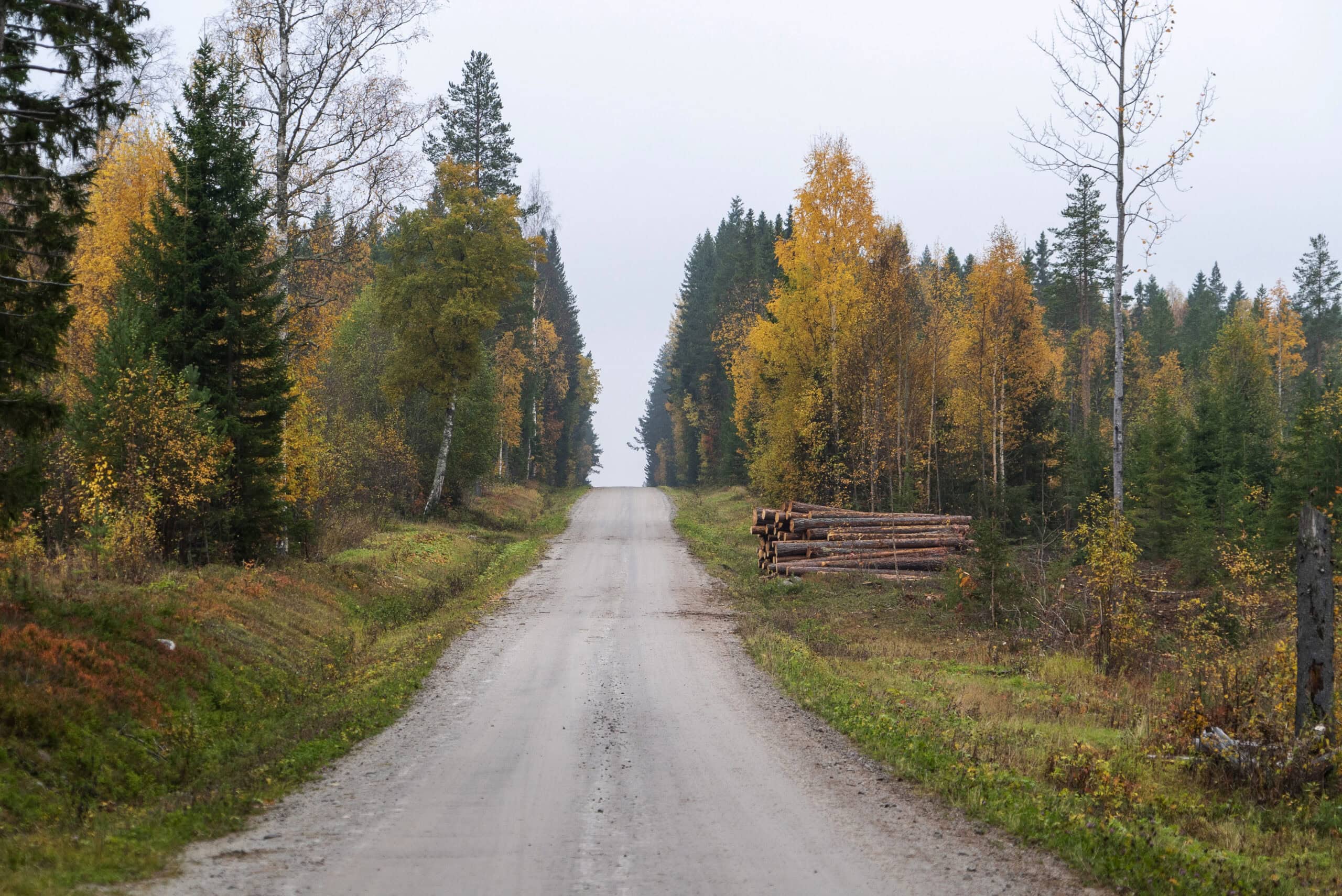 Foto: Åke Sjöström, Skogsstyrelsen. Bilden är fri att använda i samband med rapportering om den här nyheten.