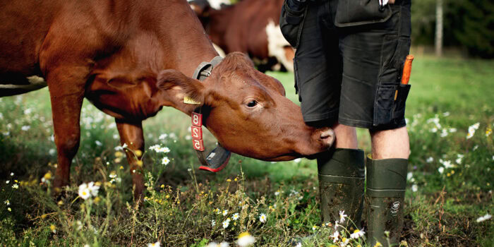 bonde stövlar ko 1500 800 JF 064 240925