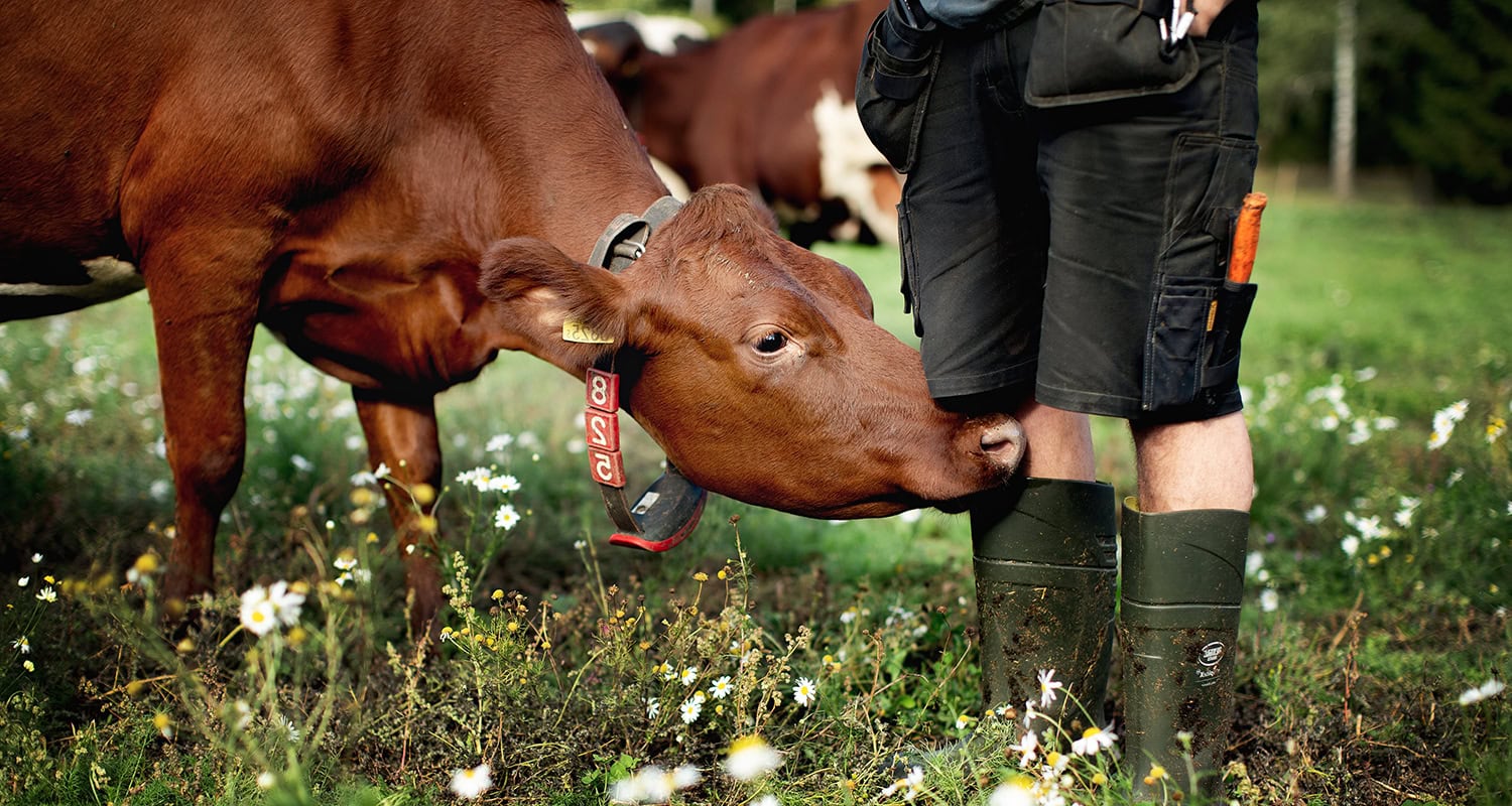 bonde stövlar ko 1500 800 JF 064 240925