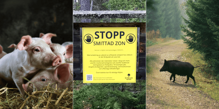 Vid ett eventuellt nytt utbrott av afrikansk svinpest i Sverige finns nu förutsättningar på plats för att kunna hålla igång grisproduktionen i en smittad zon även