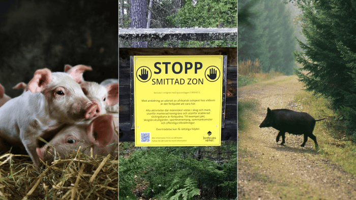 Vid ett eventuellt nytt utbrott av afrikansk svinpest i Sverige finns nu förutsättningar på plats för att kunna hålla igång grisproduktionen i en smittad zon även