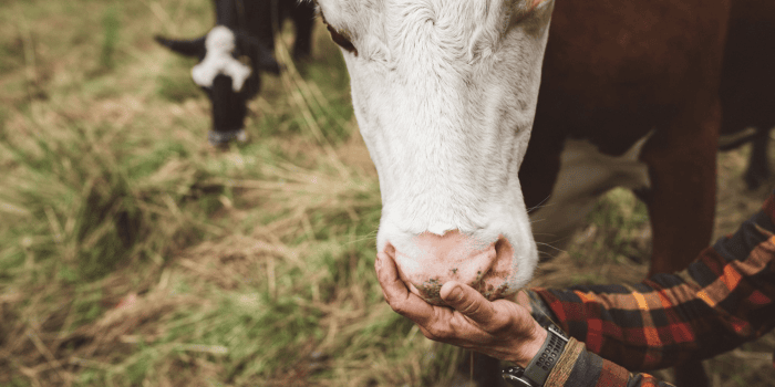 Jordbruksverket lanserar nu en ny e-tjänst som gör det enklare för lantbrukare att registrera vaccinationer mot blåtunga. Med