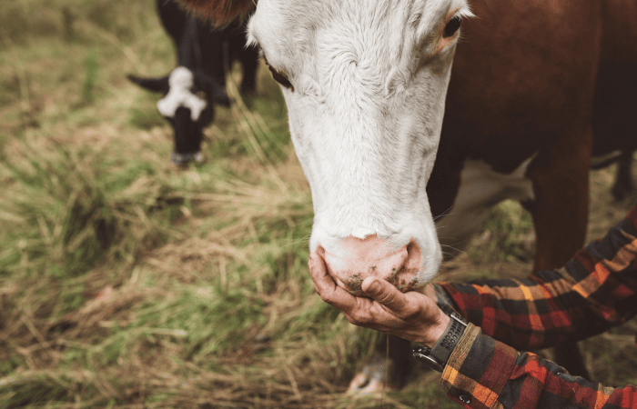 Jordbruksverket lanserar nu en ny e-tjänst som gör det enklare för lantbrukare att registrera vaccinationer mot blåtunga. Med