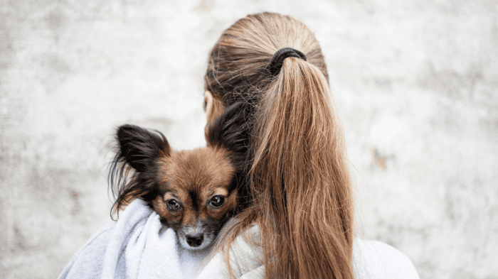 Jordbruksverket varnar för riskerna med att köpa hund från länder där rabiessituationen inte är under kontroll. Myndigheten kommer också att göra utökade