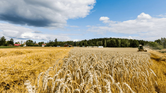 Att öka livsmedelsproduktionen i norra Sverige är viktigt – inte minst utifrån ett beredskapsperspektiv. Jordbruksverket föreslår