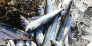 Ostkustströmmingen har fått märkningen Skyddad ursprungsbeteckning från EU. Det gör produkten till Östersjöns andra och Sveriges fjortonde produkt