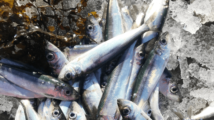 Ostkustströmmingen har fått märkningen Skyddad ursprungsbeteckning från EU. Det gör produkten till Östersjöns andra och Sveriges fjortonde produkt