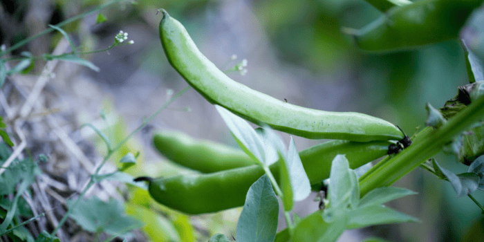 Livsmedelsförsörjningen i Sverige riskerar att bli sårbar vid olika kriser och störningar då nästan allt utsäde för odlingen av köksväxter importeras. I projektet