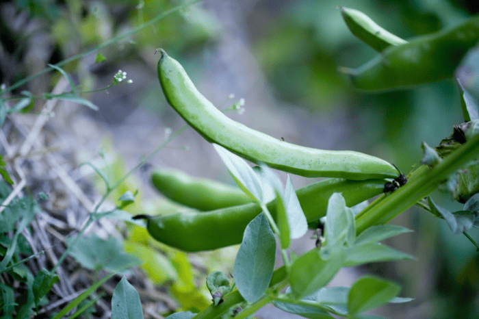 Livsmedelsförsörjningen i Sverige riskerar att bli sårbar vid olika kriser och störningar då nästan allt utsäde för odlingen av köksväxter importeras. I projektet