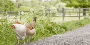 I dag, den 29 april, upphäver Jordbruksverket det högriskområde för fågelinfluensa som gällt i stora delar av södra Sverige sedan i höstas. Det är därmed
