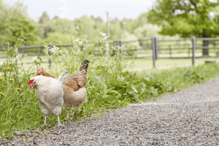 I dag, den 29 april, upphäver Jordbruksverket det högriskområde för fågelinfluensa som gällt i stora delar av södra Sverige sedan i höstas. Det är därmed