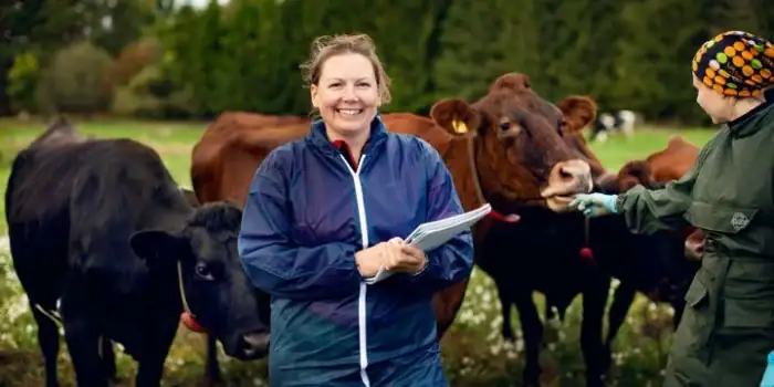 Forskaren Lisa Ekman bland kossor på en mjölkgård. Juliana Fälldin Stiftelsen lantbruksforskning