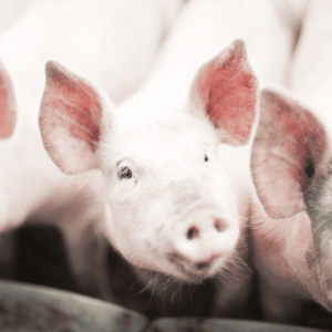 Från årsskiftet gäller nya regler för de som har grisar. Syftet är att stärka det förebyggande smittskyddsarbetet och därmed minska risken för att allvarliga